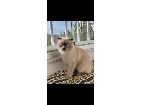 Scottish fold blue point (orijinal) 1 yaşında