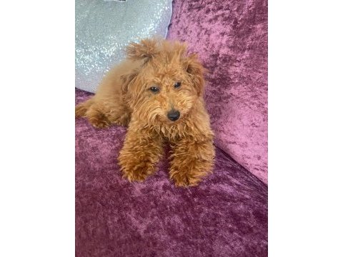 5 aylık dişi poodle
