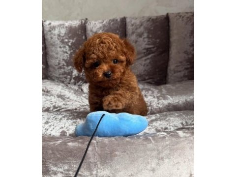Mini mini kore poodle yavruları