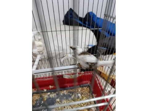 Yavrulu yumurtalı bengal ispinozu