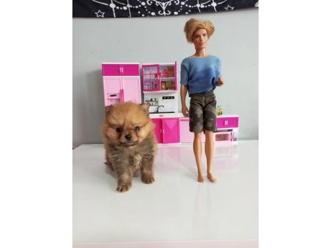 400 gram pomeranian