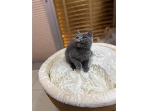 Britsh shorthair iki aylık