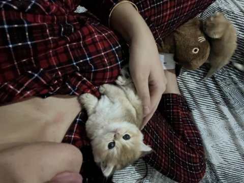 Safkan golden şecereli british shorthair kediler
