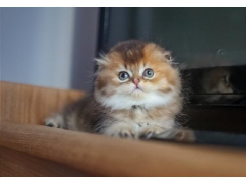 Scottish fold erkek ny25