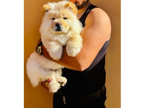 Safkan chow chow yavrularımız