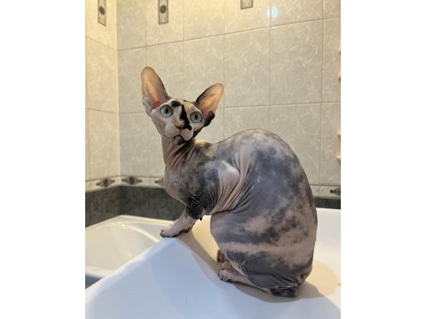 Sfenks tortie ve pembe renk orjinal yavrularımız