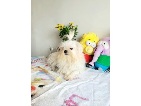 Kore maltese