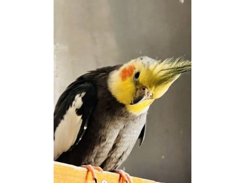 İki çift sultan papağanı 1,5 yaşında