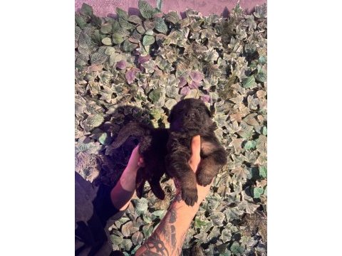 Burkemden safkan alman çoban köpeği yavruları