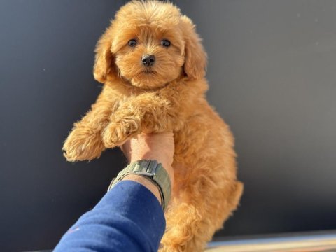 Petmode köpek çiftliğinden kore maltipoo yavrular