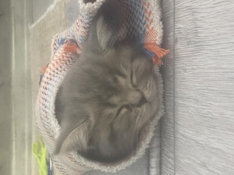 Yavru british shorthair