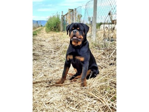 A şecereli üst düzey kaliteli genç rottweiler