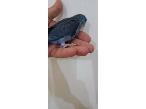 Violet erkek forpus cep papağanı