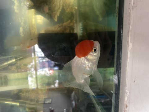 İthal oranda