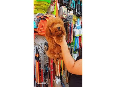 4 aylık kore toy poodle