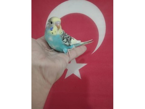 Yavru muhabbet kuşları