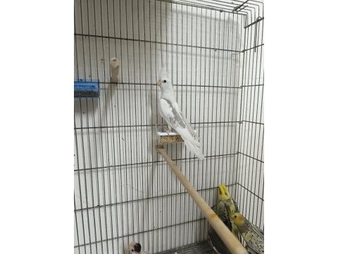 Sultan papağanı yavruları her renk mevcut