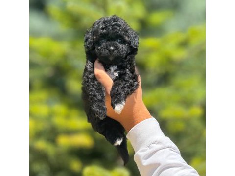 Benimle tanışmadın mı hala maltipoo