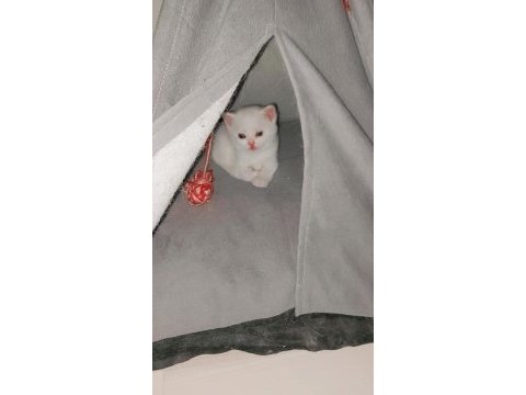 Yeni scottish fold yavrularımıza sevgi dolu bir yuva