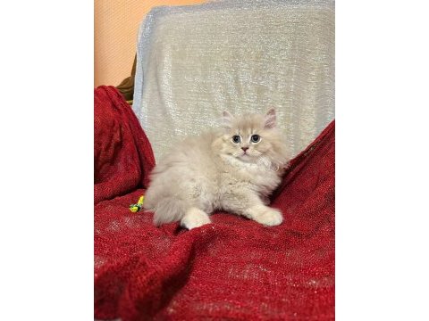 Özenle büyüttüğümüz prens kedimiz yeni ailesini arıyor