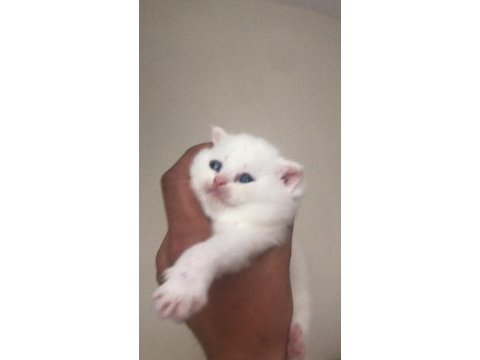 Irk garantili scottish fold beyaz mavi göz dişi yavrularım