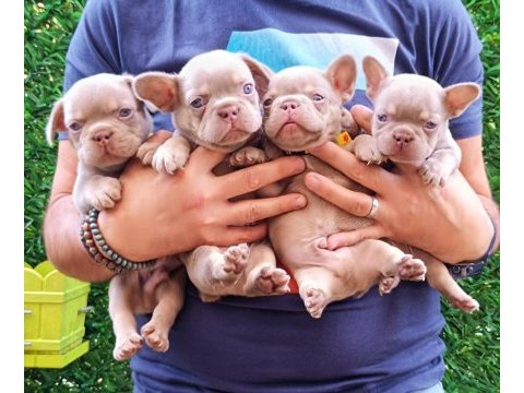 New shade isabella and tan erkek french bulldog