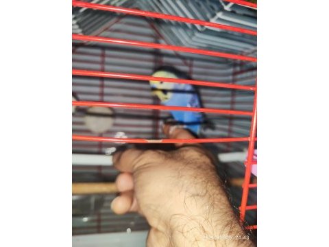 Ele alışık takım muhabbet kuşlar kafesli malzemeli
