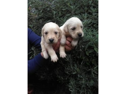 Golden retriever yavruları ücretsiz değildir