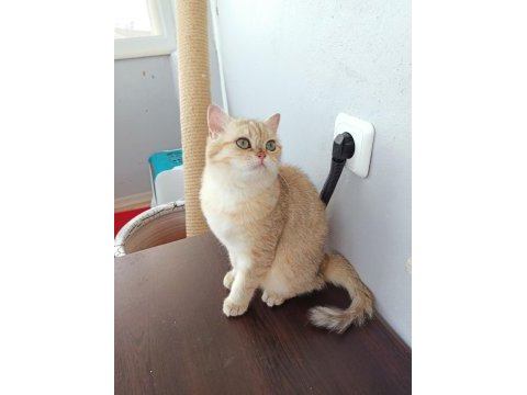 Ücretsiz scottish straight golden tabby dişi