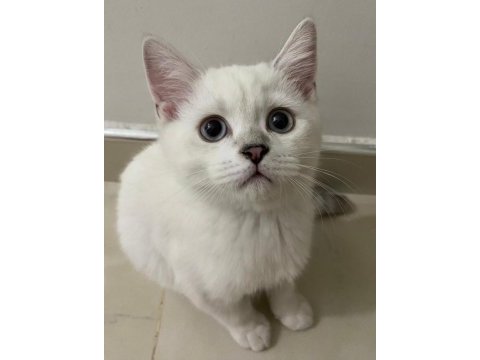 British shorthair 3 aylık yavru