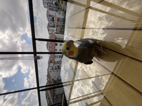 Oyun hamuru sultan papağanı