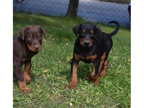 Europen iri doberman yavrular