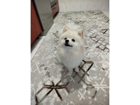 Eğitimli ve karakteri oturmuş 8 aylık pomeranian