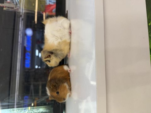 Ginepig yavruları