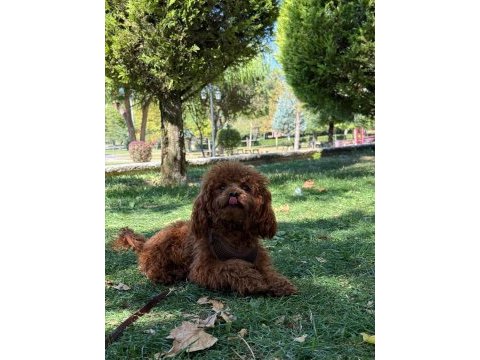 Kore poodle eşleşme