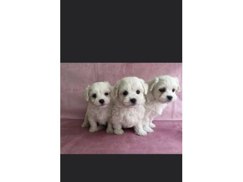 Show güzellikte maltese terrier yavrular