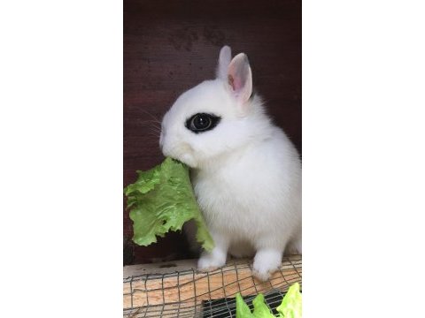 Sürmeli cüce tavşan