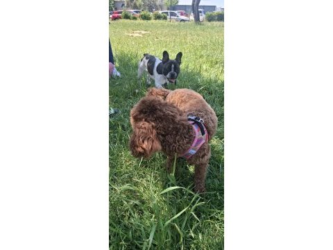 French bulldog köpeğimiz 5 aylık