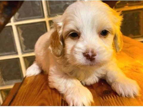 Xs maltipoo bebeklerimiz
