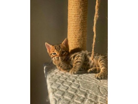 Erkek bengal kedisi yavru