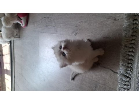 British longhair kar taneleri yeni yuvalarını arıyor