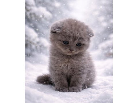 British shorthair sağlıklı erkek