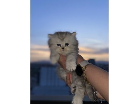 Boncuk gözlüm british longhair