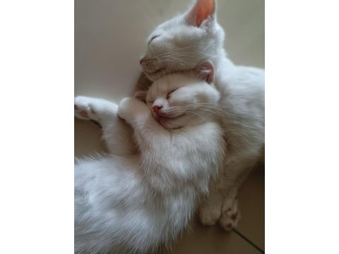 Beyaz scottish fold kedisi