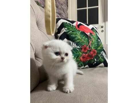 Erkek dişi british