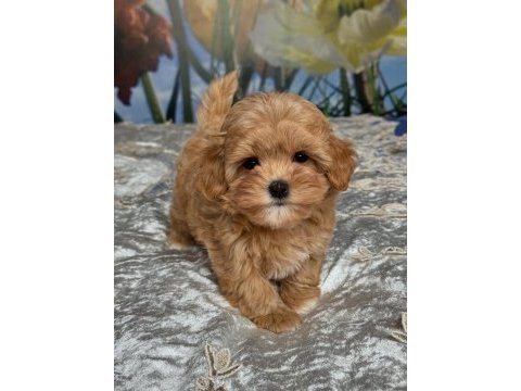 Efsane maltipoo yavruları 