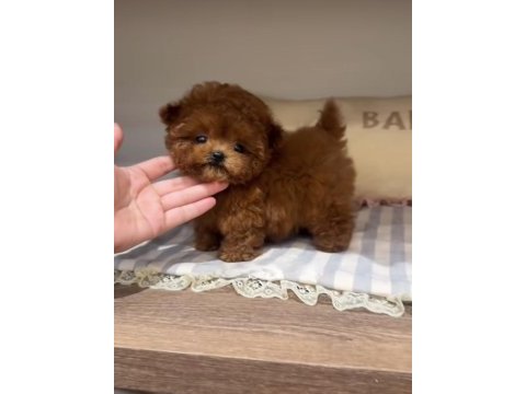 Toy poodle red brown ultra mini yavrularımız