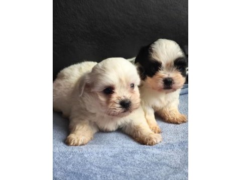 Pomeranian bebişlere ev sahipliği yapmak ister misiniz?