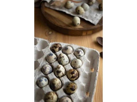 Japon, teksas ve jumbo bıldırcın yumurtası