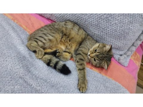 2 yasında british shorthair tabby kedimiz